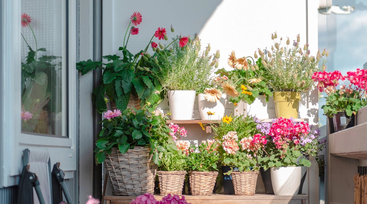 Top Plants to Spruce Up Your Balcony - Views Balcony Bar | Turn your Balcony into a Bar!